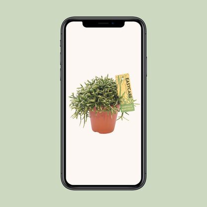 Rhipsalis Burchellii - Ø12 ↕20