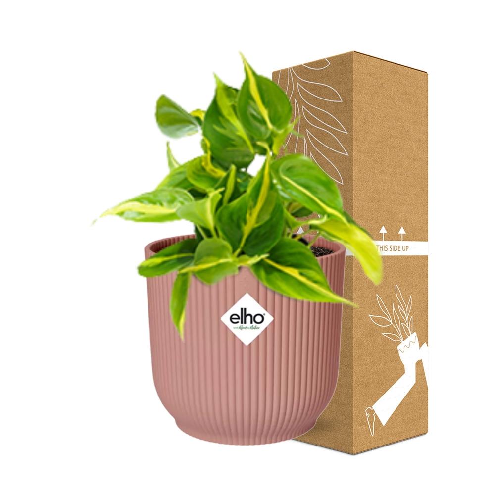 Philodendron Scandens ‘Brasil’ in ELHO Vibes Fold 14cm roze