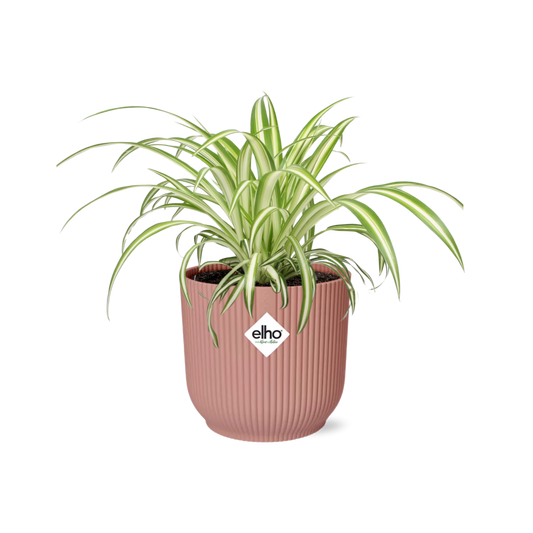 Chlorophytum Comosum Variegatum in ELHO Vibes Fold 14cm roze