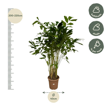 Caryota Mitis - 250 cm - Ø32cm