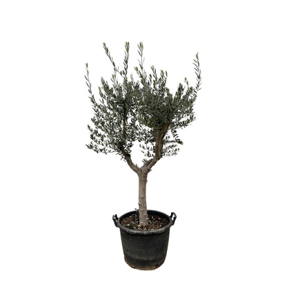 Olea Europaea Cultivo - 230cm- Ø45