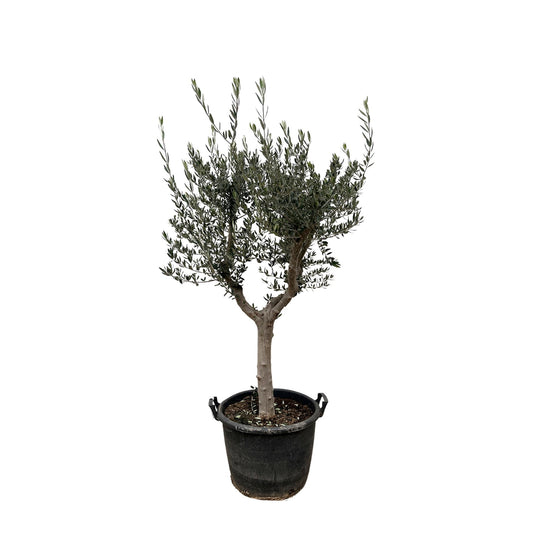 Olea Europaea Cultivo - 230cm- Ø45
