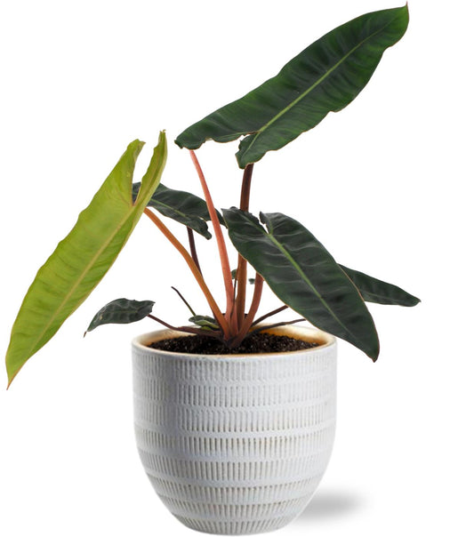 Philodendron Billietiae - Ø12cm - ↕25cm + Beau Pot D14x13cm - Wit