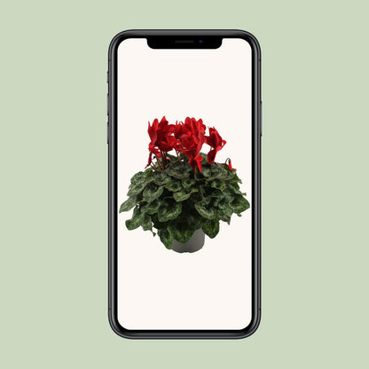 Cyclaam Rood - Ø17cm - ↕40cm