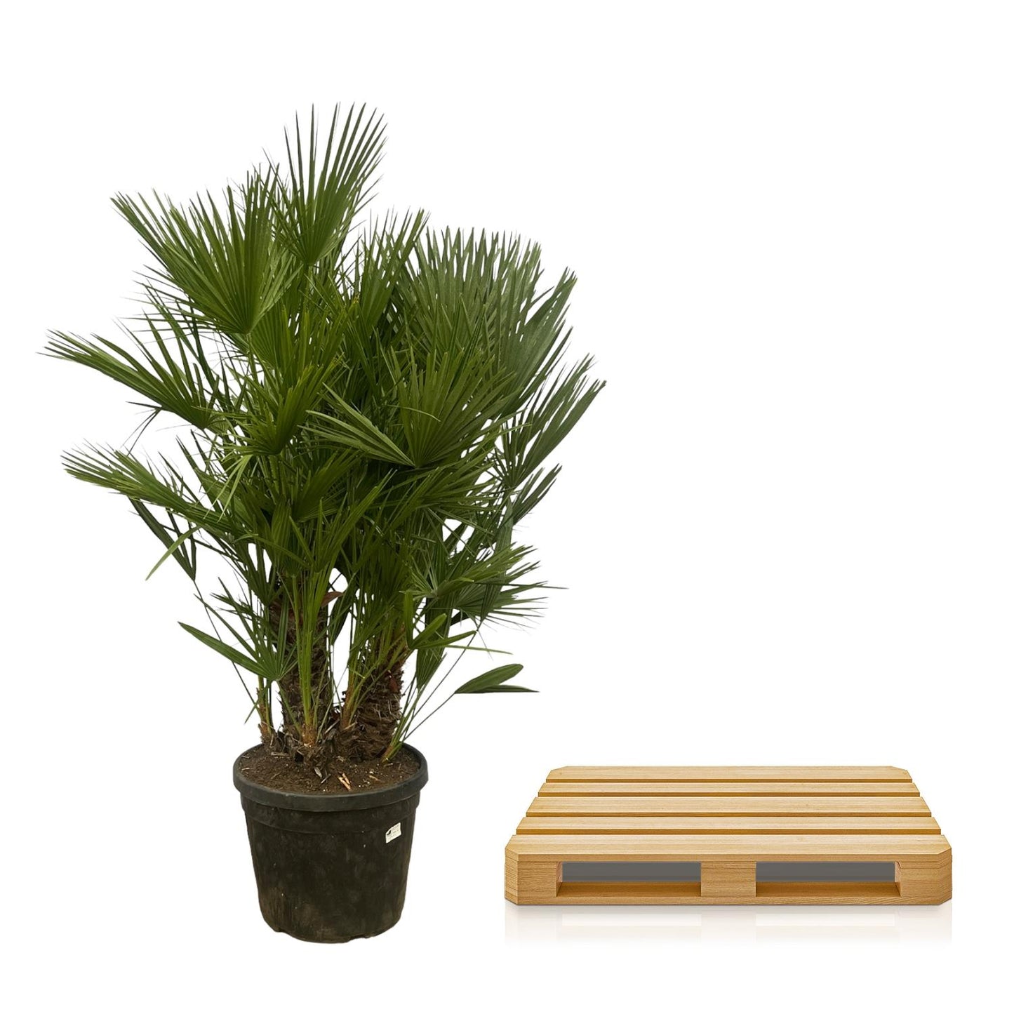 Chamaerops Humilis multi stam - 160 - 180 cm - Ø45cm