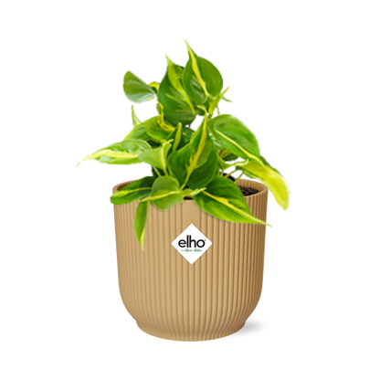 Philodendron Scandens ‘Brasil’ in ELHO Vibes Fold 14cm geel