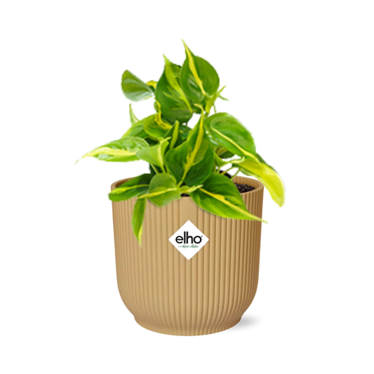 Philodendron Scandens ‘Brasil’ in ELHO Vibes Fold 14cm geel