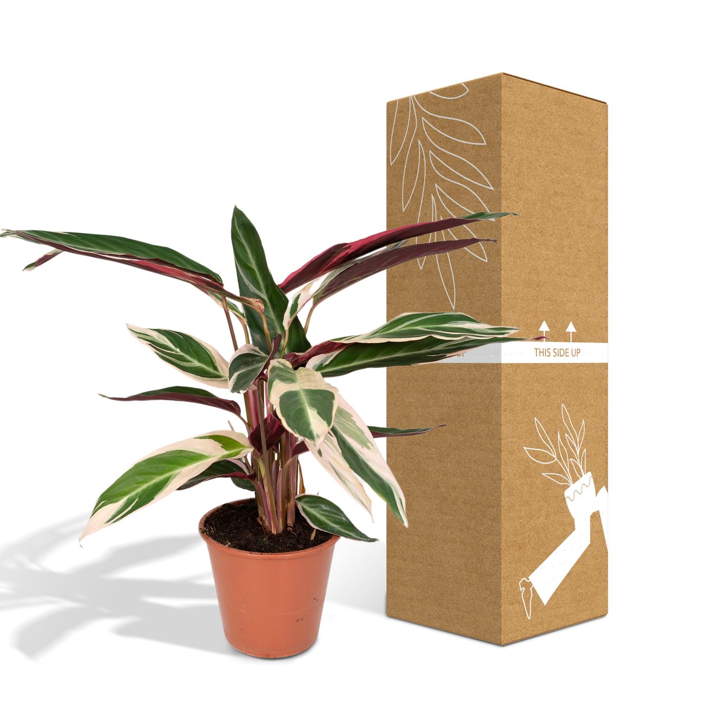 Calathea Triostar - Pauwenplant - Ø19cm - ↕70cm