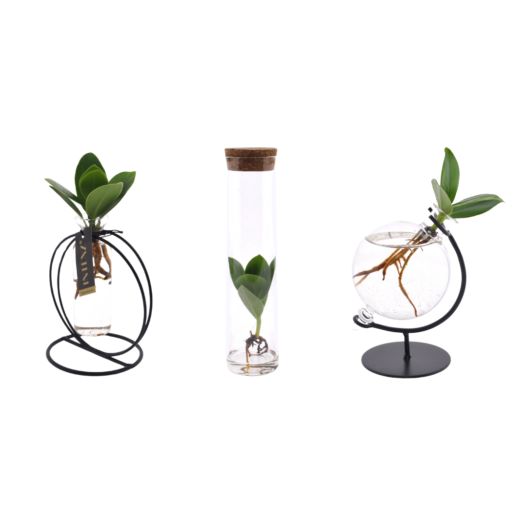 Clusia in glas bundel - 3 stuks - Ø5cm - ↕10cm