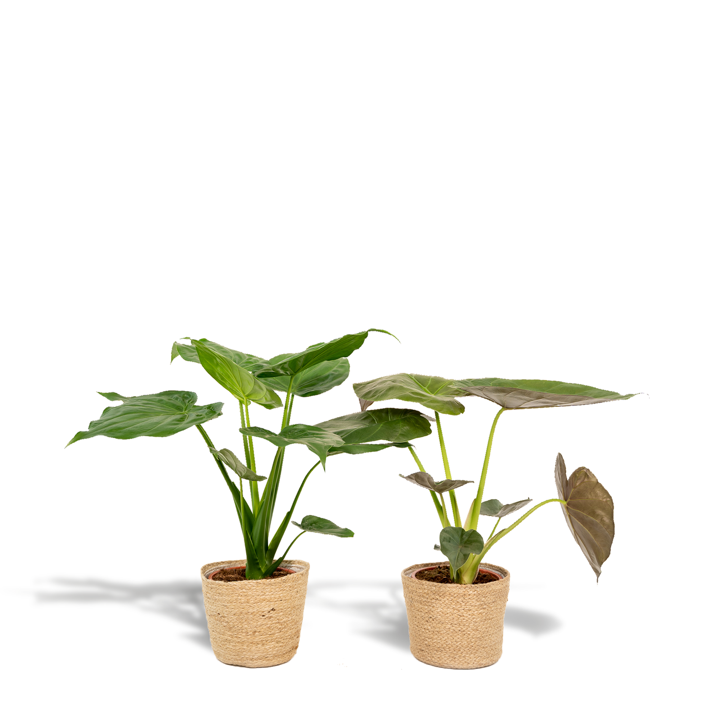 Alocasia Cucullata - Ø19cm - ↕60cm + Alocasia Wentii - Ø19cm - ↕60cm + Mand Selin