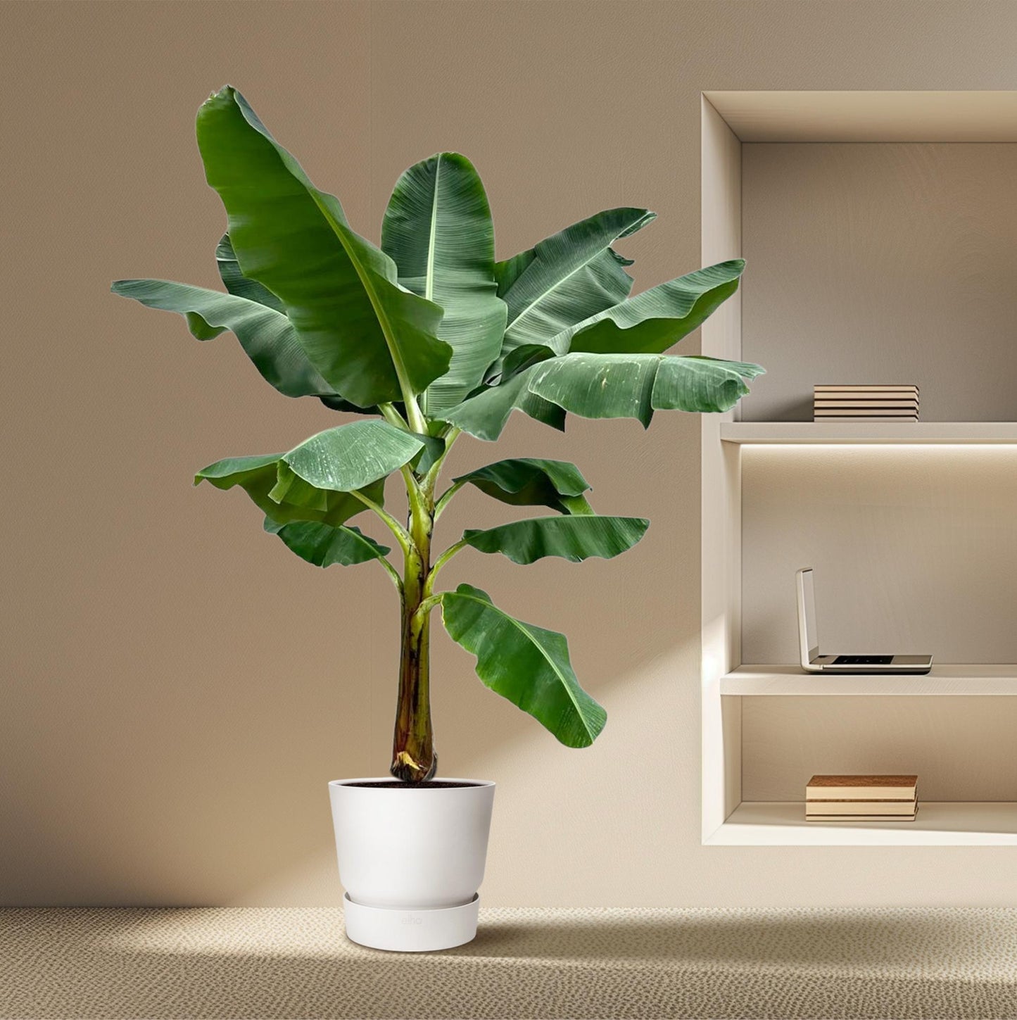 Bananenplant (Musa) - 250 cm - ø30