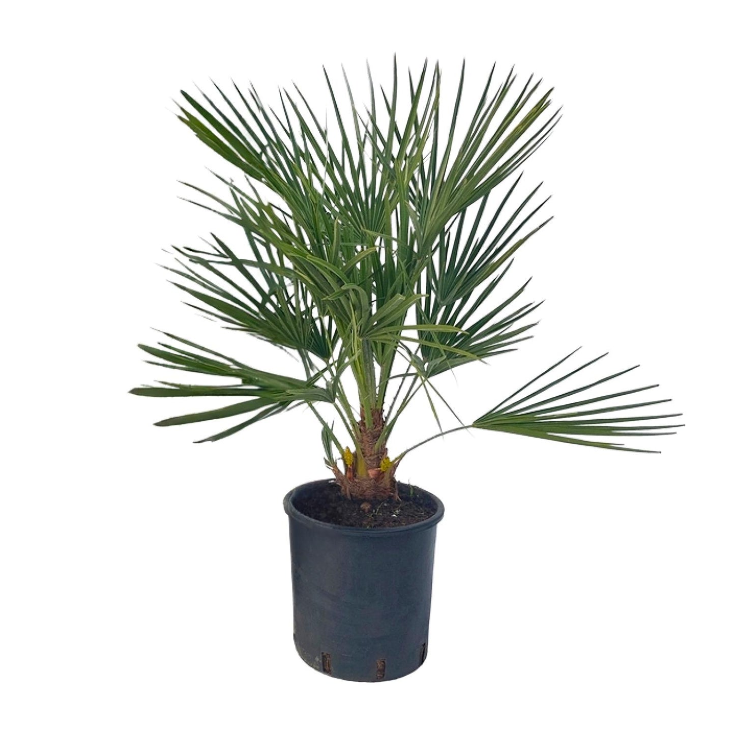 Chamaerops Humilis - Ø22 ↕80