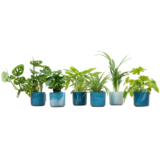 Verrassingsbox - 6 planten inclusief elho pot Ø14