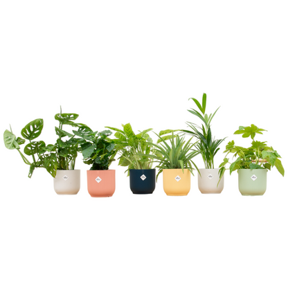 Verrassingsbox - 6 planten inclusief elho pot Ø14