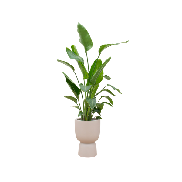 Strelitzia Nicolai inclusief Elho Pure Coupe pot Ø35 - 200 cm