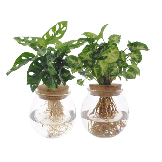 Bolglas Duo Monstera Adansonii/Syngonium Green  - 2 stuks - ø12cm - ↨12-30cm