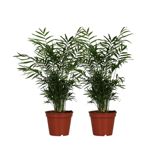 2x Chamaedorea Elegans (Mexicaanse Bergpalm)