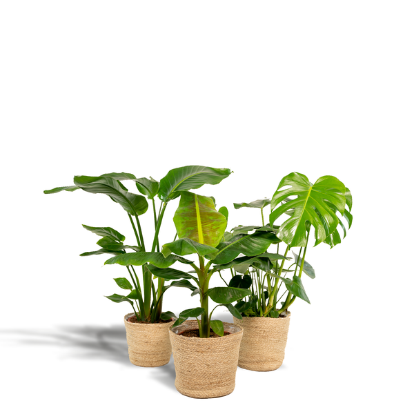 Monstera Deliciosa - Ø21cm - ↕75cm + Alocasia Zebrina - Ø19cm - ↕75cm + Strelitzia Nicolai - Ø19cm - ↕85cm + Mand Selin
