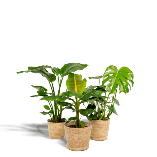 Monstera Deliciosa - Ø21cm - ↕75cm + Alocasia Zebrina - Ø19cm - ↕75cm + Strelitzia Nicolai - Ø19cm - ↕85cm + Mand Selin