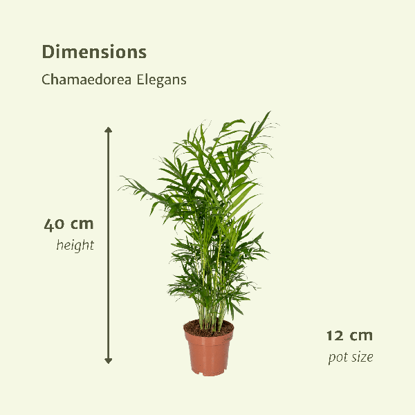 2x Chamaedorea Elegans (Mexicaanse Bergpalm)