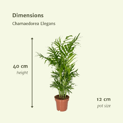 2x Chamaedorea Elegans (Mexicaanse Bergpalm)