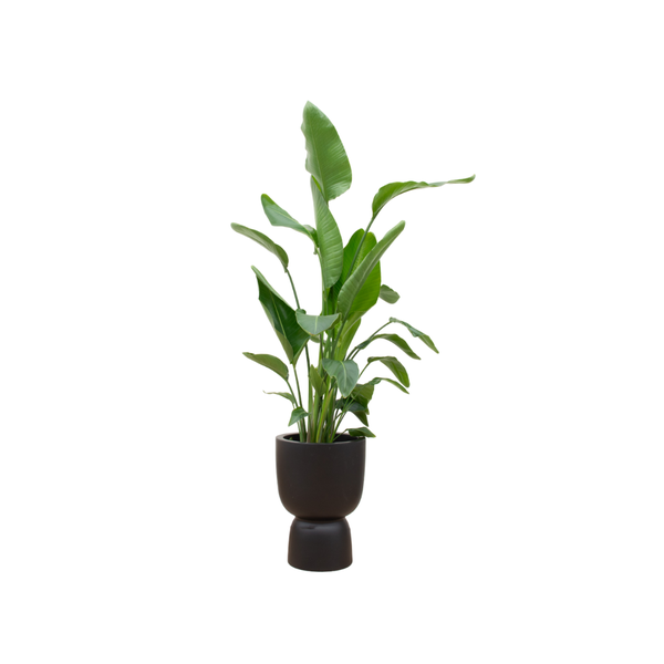 Strelitzia Nicolai inclusief Elho Pure Coupe pot Ø35 - 200 cm