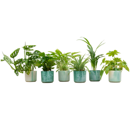 Verrassingsbox - 6 planten inclusief elho pot Ø14
