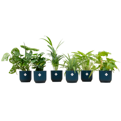 Verrassingsbox - 6 planten inclusief elho pot Ø14