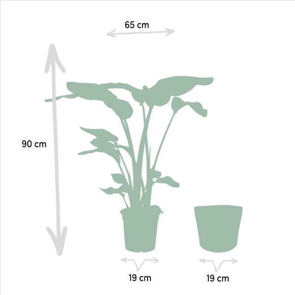 Monstera Deliciosa - Ø21cm - ↕75cm + Alocasia Zebrina - Ø19cm - ↕75cm + Strelitzia Nicolai - Ø19cm - ↕85cm + Mand Selin