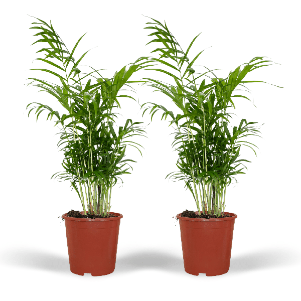 2x Chamaedorea Elegans (Mexicaanse Bergpalm)