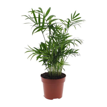 Chamaedorea Elegans