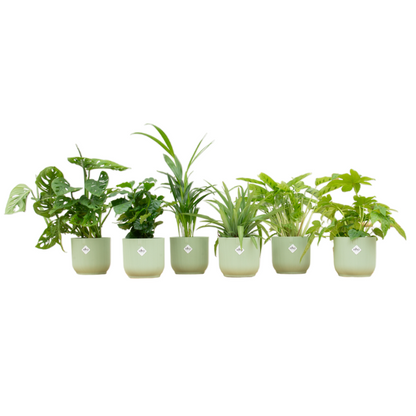 Verrassingsbox - 6 planten inclusief elho pot Ø14