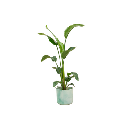 Strelitzia Nicolai inclusief elho Ocean Round pot Ø22