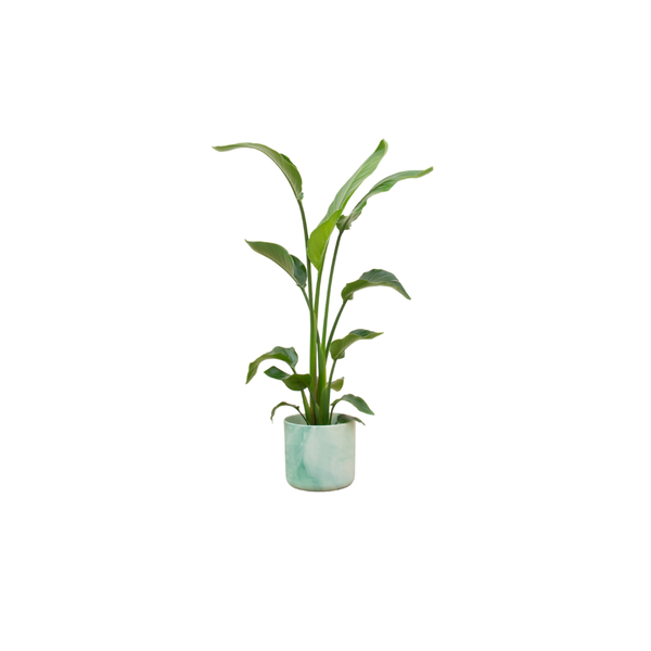 Strelitzia Nicolai inclusief elho Ocean Round pot Ø22
