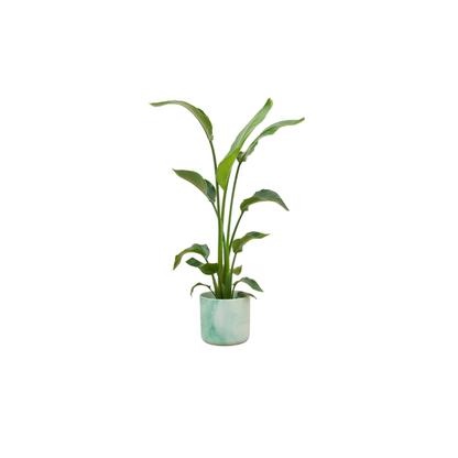 Strelitzia Nicolai inclusief elho Ocean Round pot Ø22