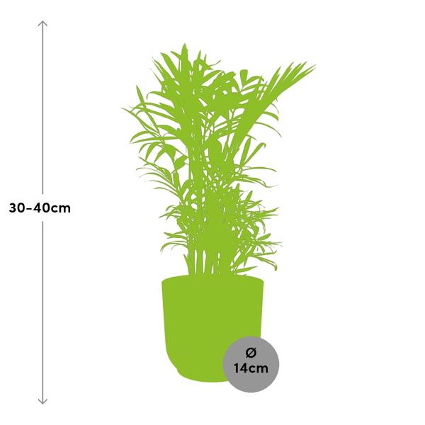 Chamaedorea Elegans in ELHO Vibes Fold 14cm