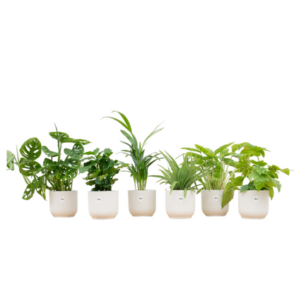 Verrassingsbox - 6 planten inclusief elho pot Ø14