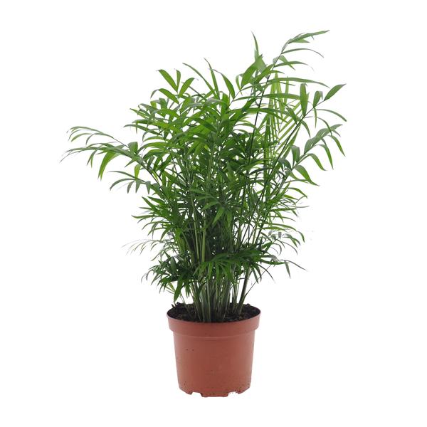 Chamaedorea Elegans