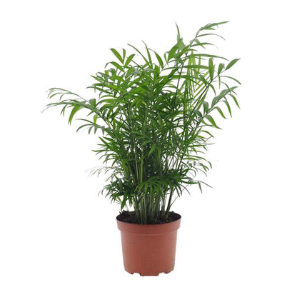 Chamaedorea Elegans