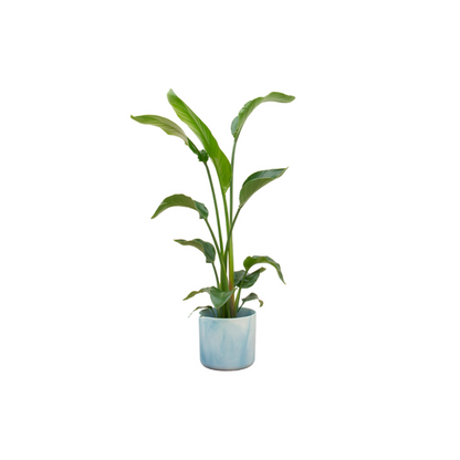 Strelitzia Nicolai inclusief elho Ocean Round pot Ø22