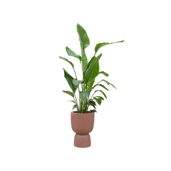 Strelitzia Nicolai inclusief Elho Pure Coupe pot Ø35 - 200 cm