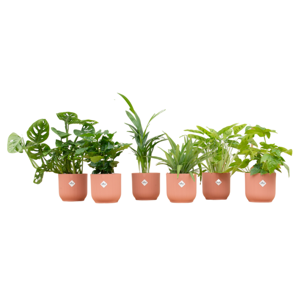 Verrassingsbox - 6 planten inclusief elho pot Ø14