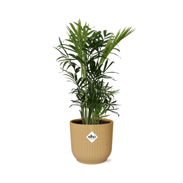 Chamaedorea Elegans in ELHO Vibes Fold 14cm