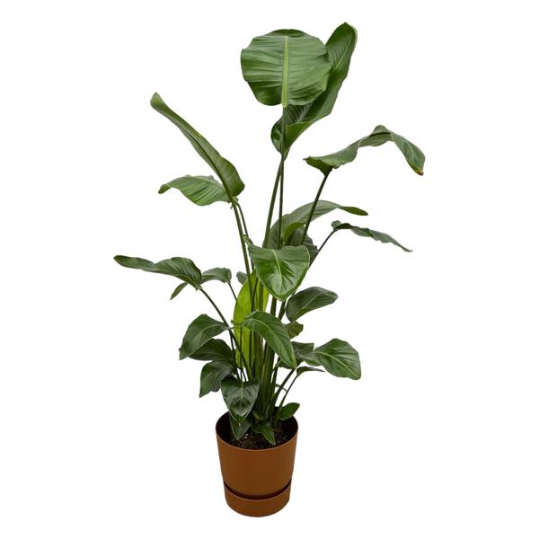 Strelitzia Nicolai inclusief Elho Greenville Round bruin - 160 cm - ø30