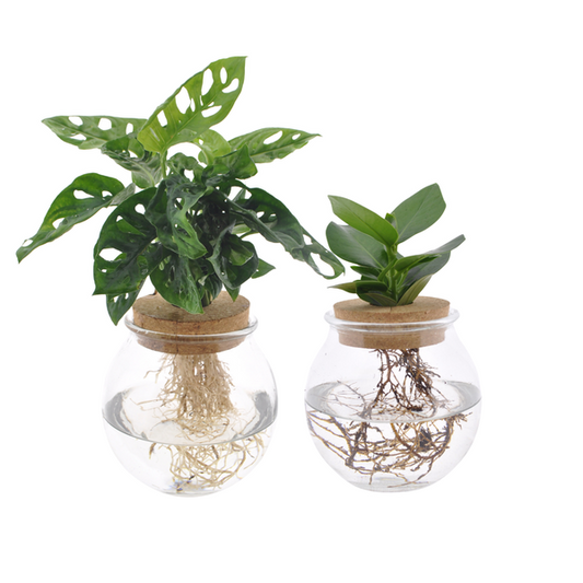 Bolglas Duo Monstera Adansonii/Clusia - 2 stuks - ø12cm - ↨30 cm