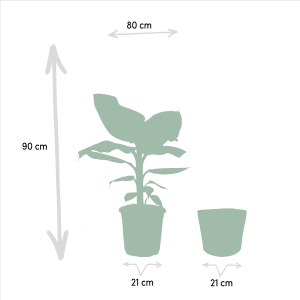 Monstera Deliciosa - Ø21cm - ↕75cm + Alocasia Zebrina - Ø19cm - ↕75cm + Strelitzia Nicolai - Ø19cm - ↕85cm + Mand Selin