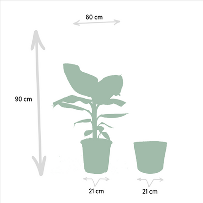 Monstera Deliciosa - Ø21cm - ↕75cm + Alocasia Zebrina - Ø19cm - ↕75cm + Strelitzia Nicolai - Ø19cm - ↕85cm + Mand Selin