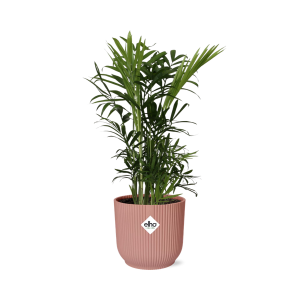 Chamaedorea Elegans in ELHO Vibes Fold 14cm