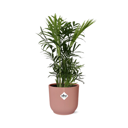 Chamaedorea Elegans in ELHO Vibes Fold 14cm