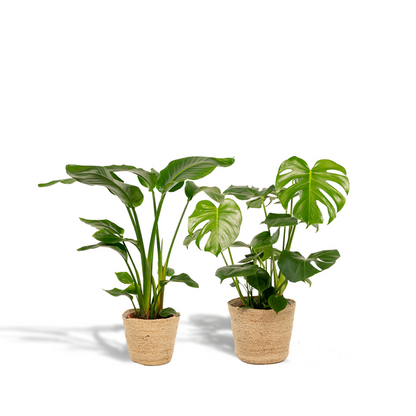 Strelitzia Nicolai - Ø19cm - ↕85cm + Monstera Deliciosa - Ø21cm - ↕75cm + Mand Selin